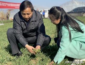 澳门彩正版资料网站小麦除草剂何时能打、何时不能打？天气变冷后还能不能打？附配方-度小视-图3