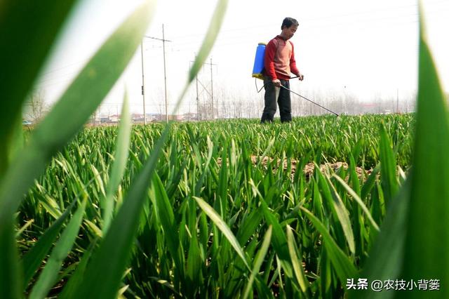 澳门彩正版资料网站小麦除草剂何时能打、何时不能打？天气变冷后还能不能打？附配方-度小视-图6