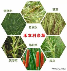 澳门彩正版资料网站小麦除草剂何时能打、何时不能打？天气变冷后还能不能打？附配方-度小视-图10